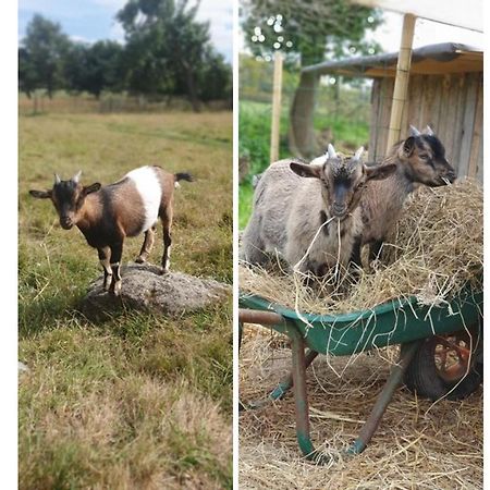 Le Domaine De La Petite Chevre Βίλα Ploumagoar Εξωτερικό φωτογραφία
