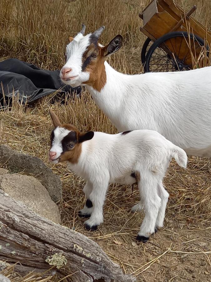 Le Domaine De La Petite Chevre Βίλα Ploumagoar Εξωτερικό φωτογραφία