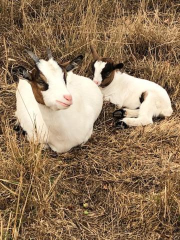 Le Domaine De La Petite Chevre Βίλα Ploumagoar Εξωτερικό φωτογραφία