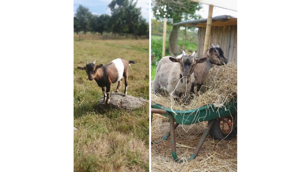 Le Domaine De La Petite Chevre Βίλα Ploumagoar Εξωτερικό φωτογραφία